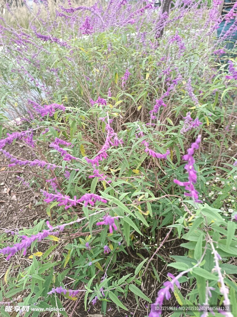 紫色野花绽放于草丛间