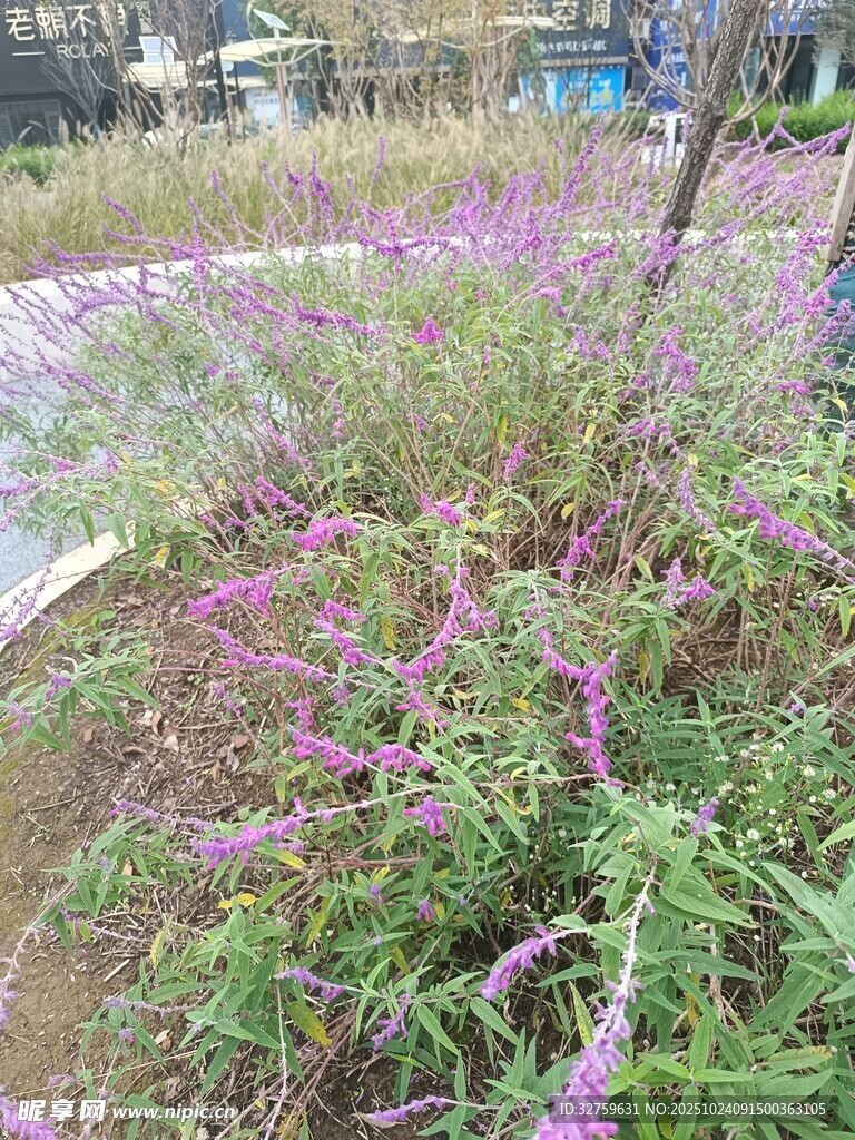 紫色花卉装点的城市绿地