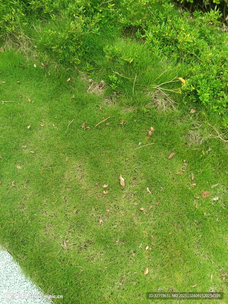 户外翠绿草坪与绿植景观