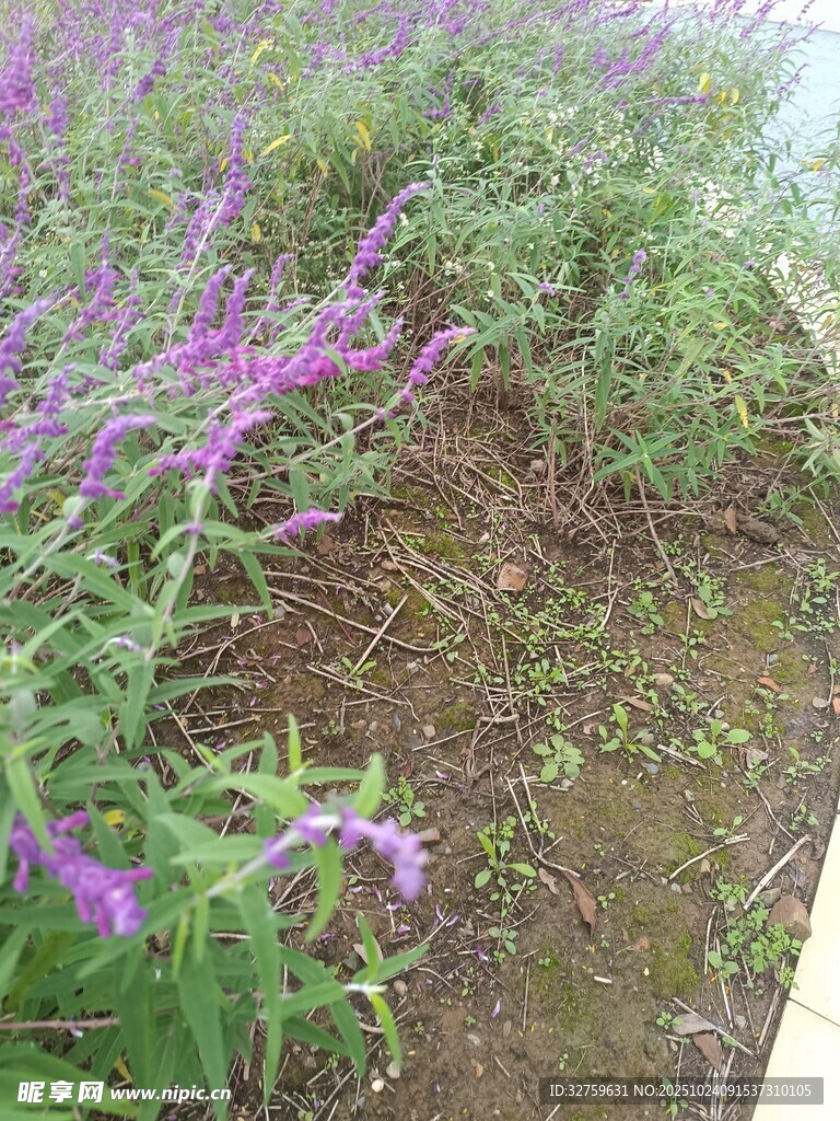 紫色野花绽放于草地