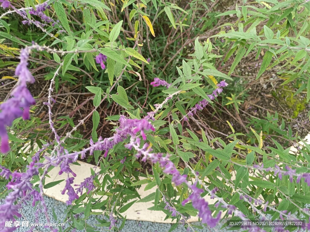 紫色花卉植物特写