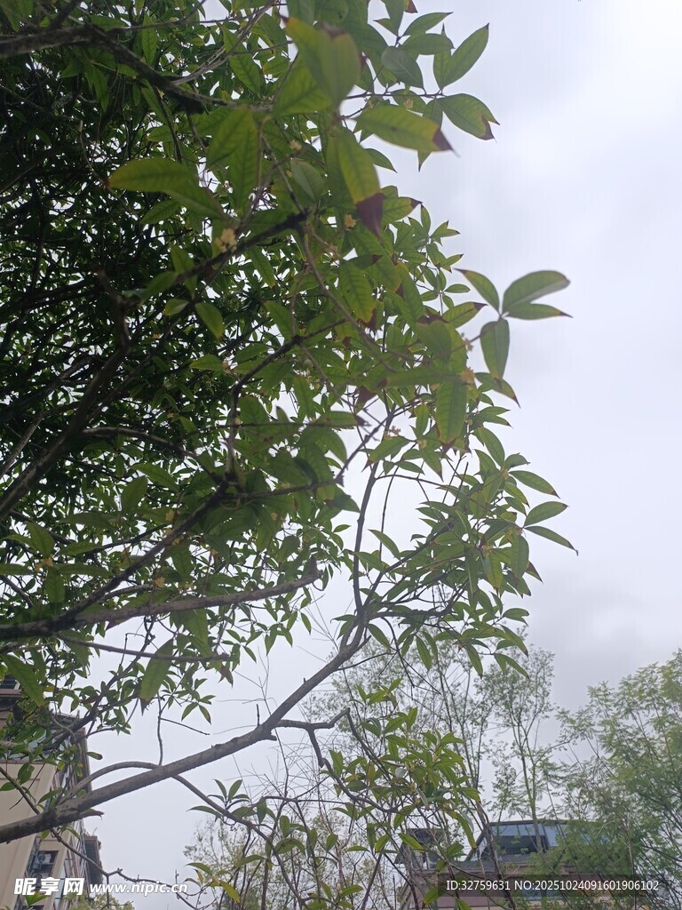 枝叶繁茂的绿树景观