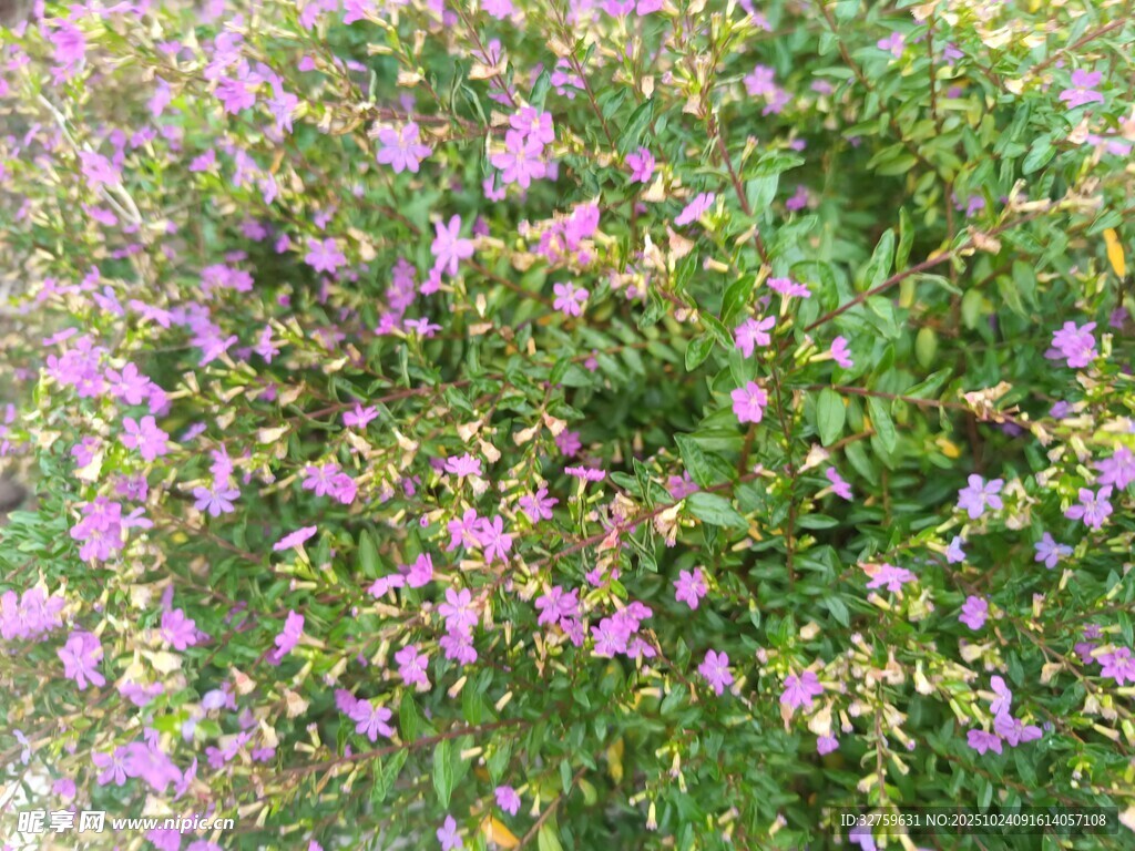 繁茂紫色小花绿植景观