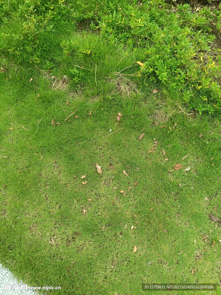 翠绿草坪与周边绿植景观