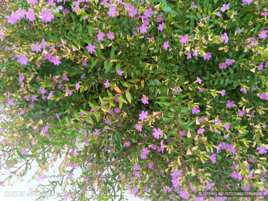 繁茂紫花绿植景观
