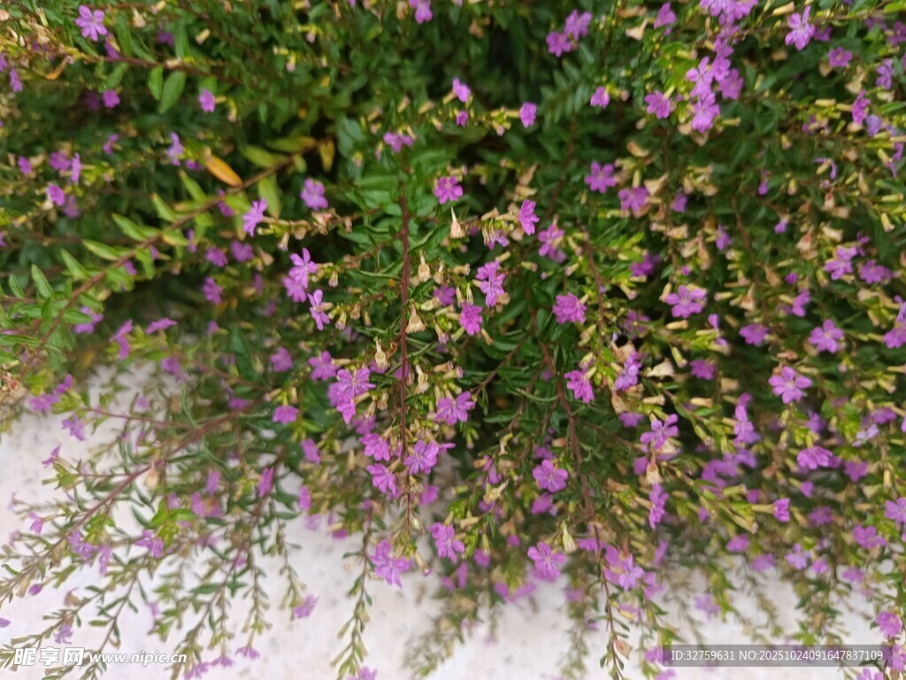 紫色小花丛