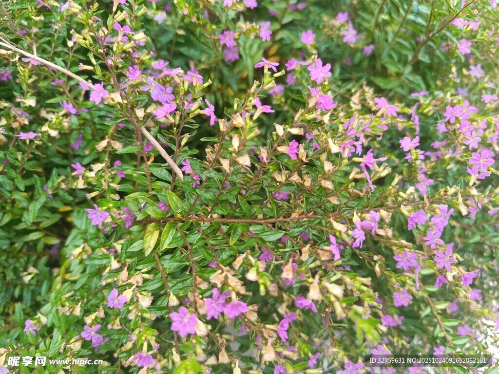 繁茂紫色花丛绿意盎然