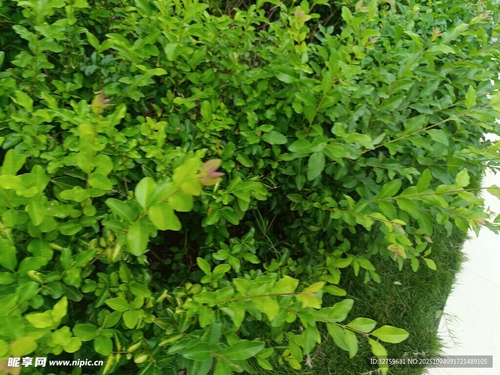 翠绿繁茂的绿植景观