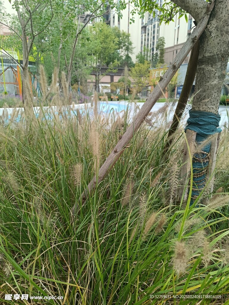 户外葱郁草丛景观