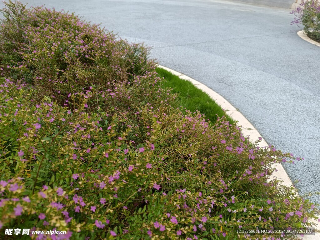 路边花草与蜿蜒道路景观