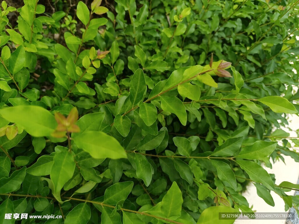 翠绿繁茂的植物景观