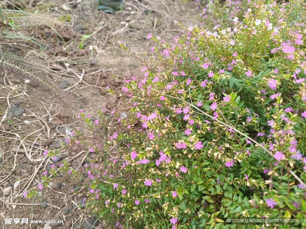 野外绽放的粉色小花