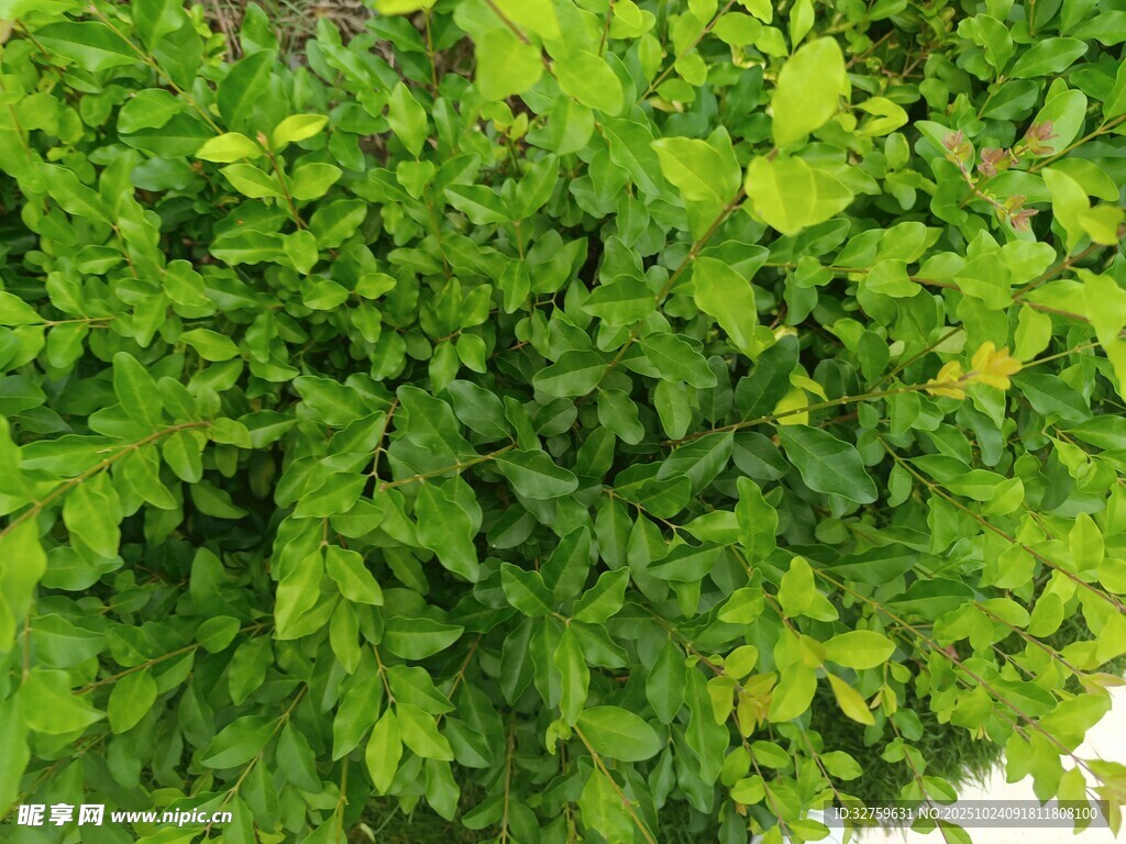 翠绿繁茂的生机绿植