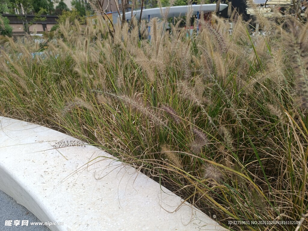 路边的茂密草丛