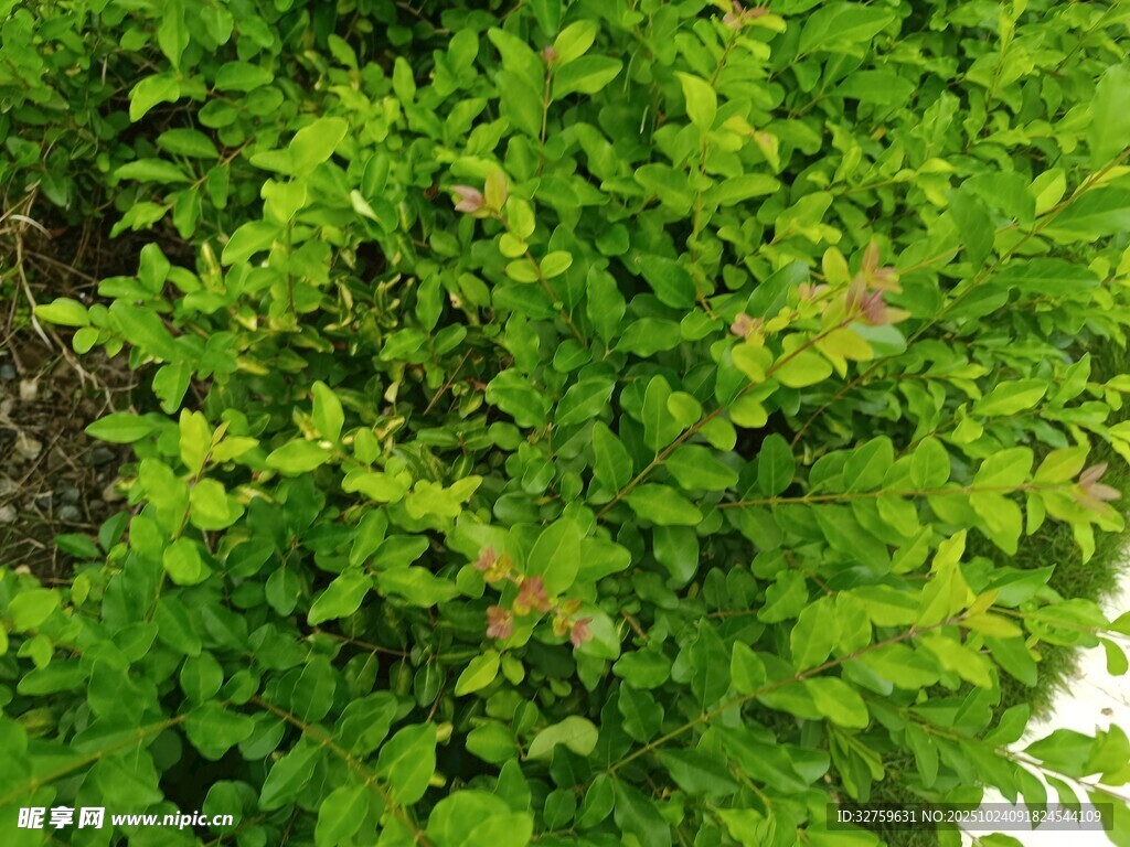 翠绿繁茂的植物景观