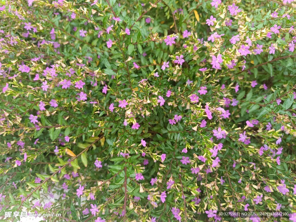 繁茂紫花绿植景观
