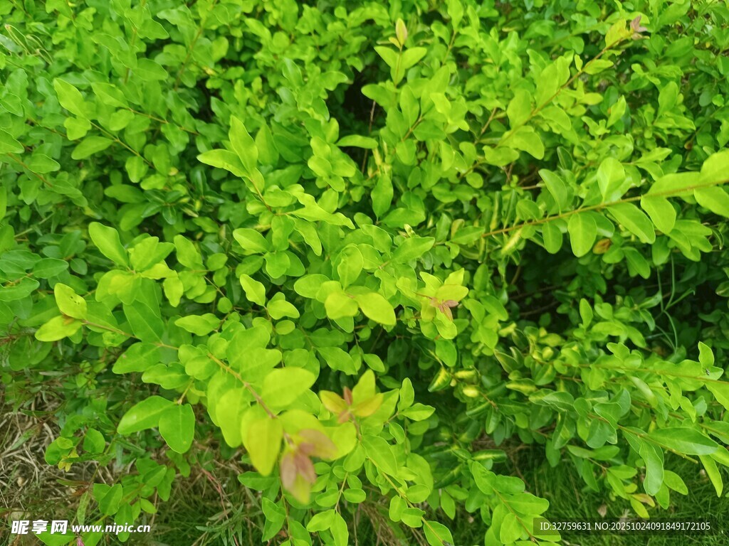 翠绿繁茂的植物景观