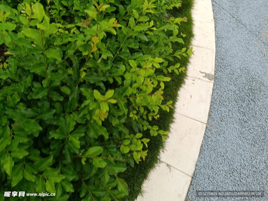 路边绿意盎然的繁茂植被