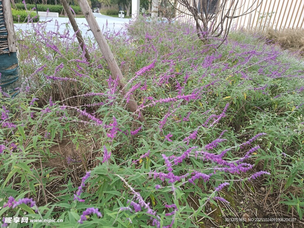 紫色野花点缀的草地