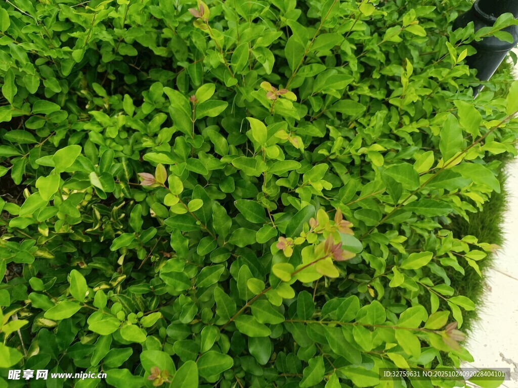 翠绿繁茂的植物景观