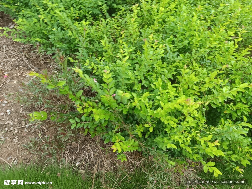翠绿灌木丛近景