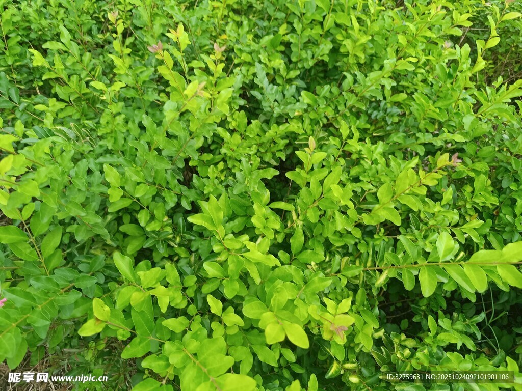 翠绿繁茂的植物景观
