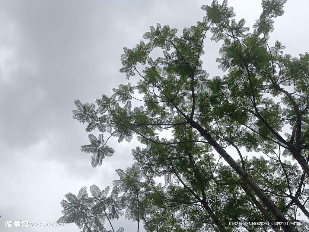 天空下的繁茂绿树