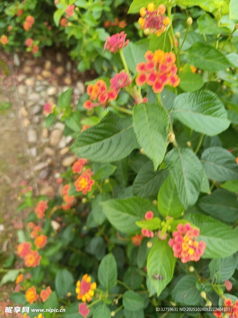 多彩马缨丹绽放绿意间