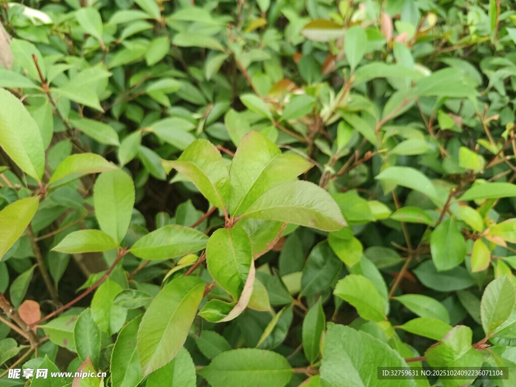 翠绿繁茂的植物景观