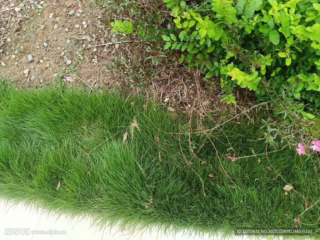 翠绿草坪旁的绿植花卉