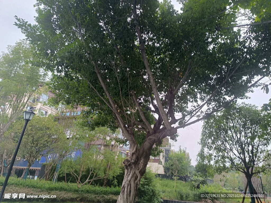 公园中繁茂的大树