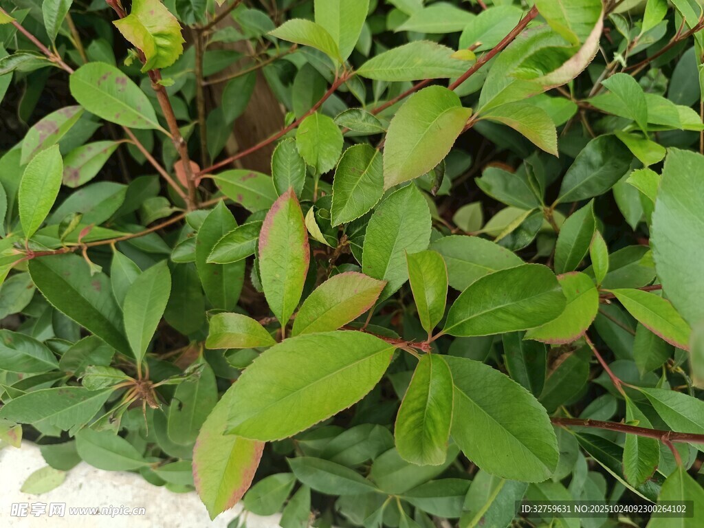 翠绿繁茂的丛生植物