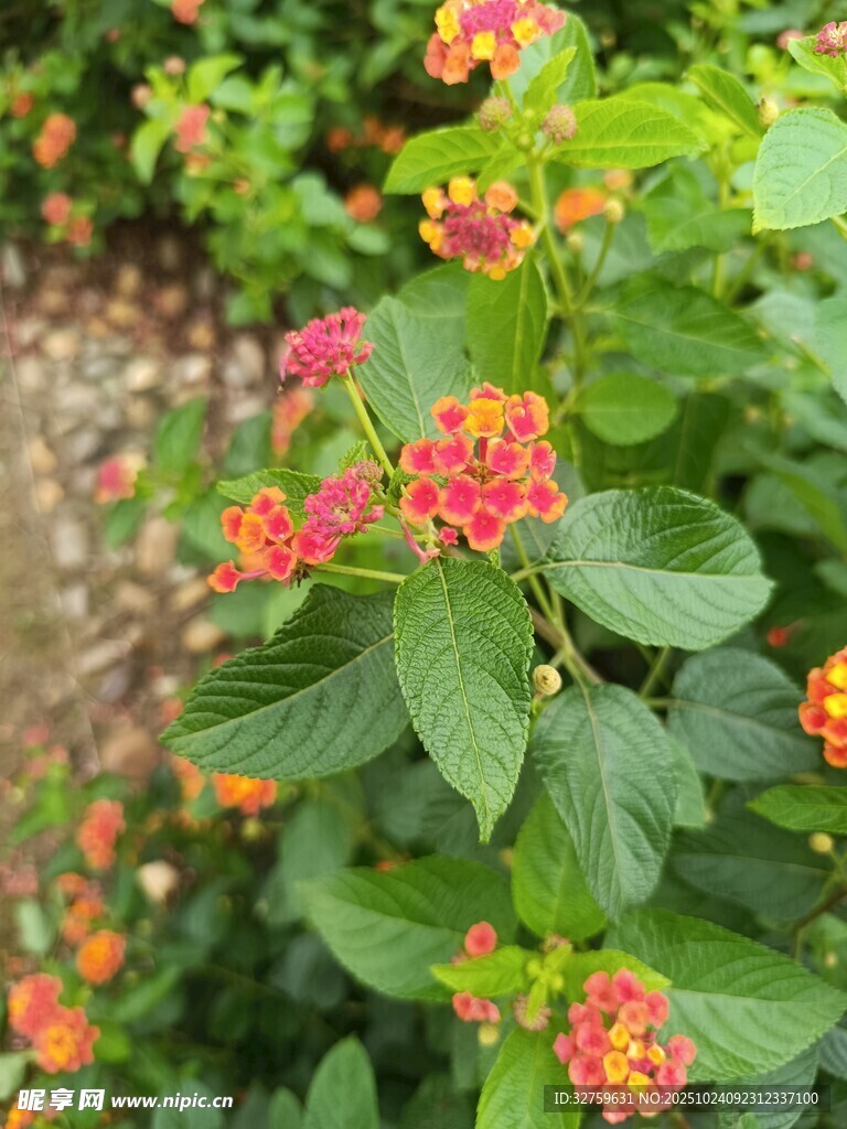 鲜艳马缨丹绽放绿叶间