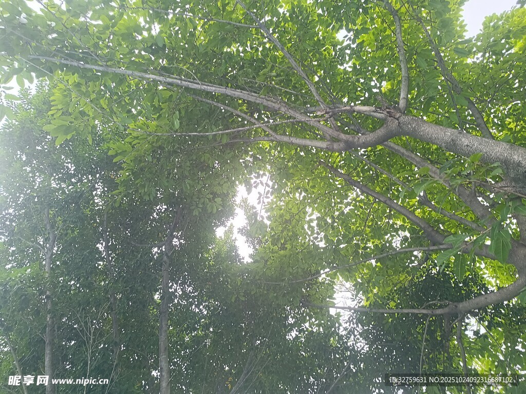 阳光穿透茂密树林景象