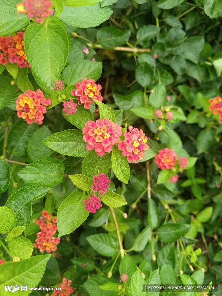 鲜艳多彩的花卉植物
