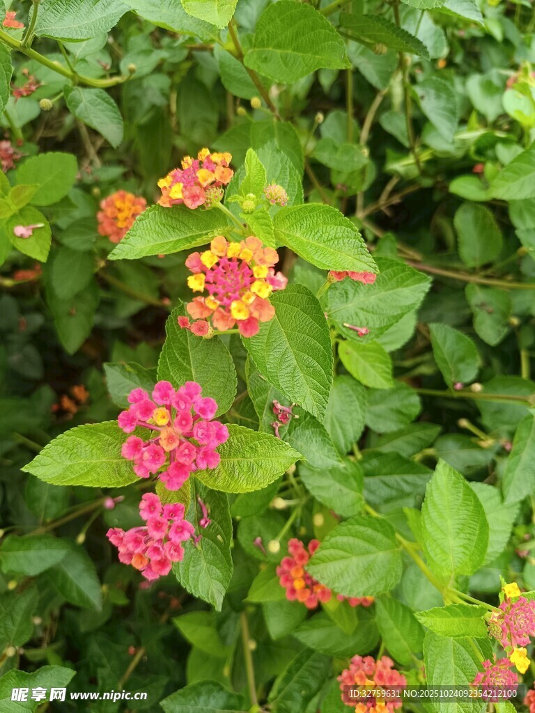 多彩马缨丹绽放绿叶间