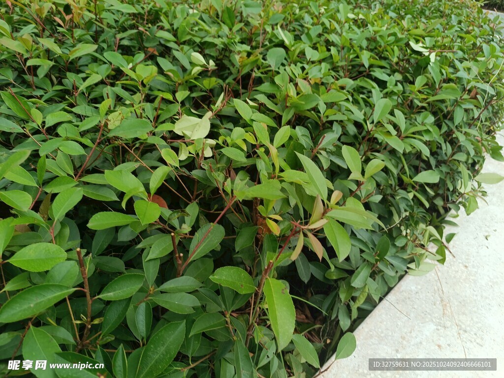 翠绿繁茂的低矮绿植景观