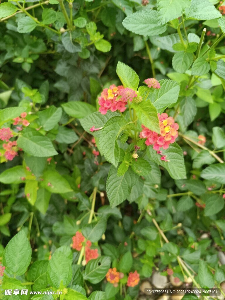 绿叶丛中的鲜艳花卉