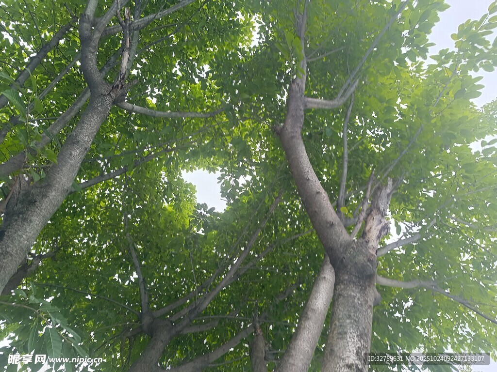 繁茂绿树展现自然生机