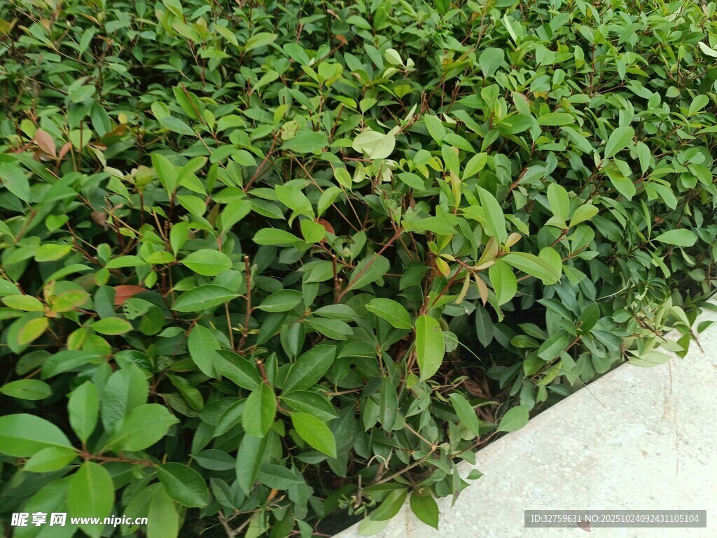 绿叶繁茂的植物景观