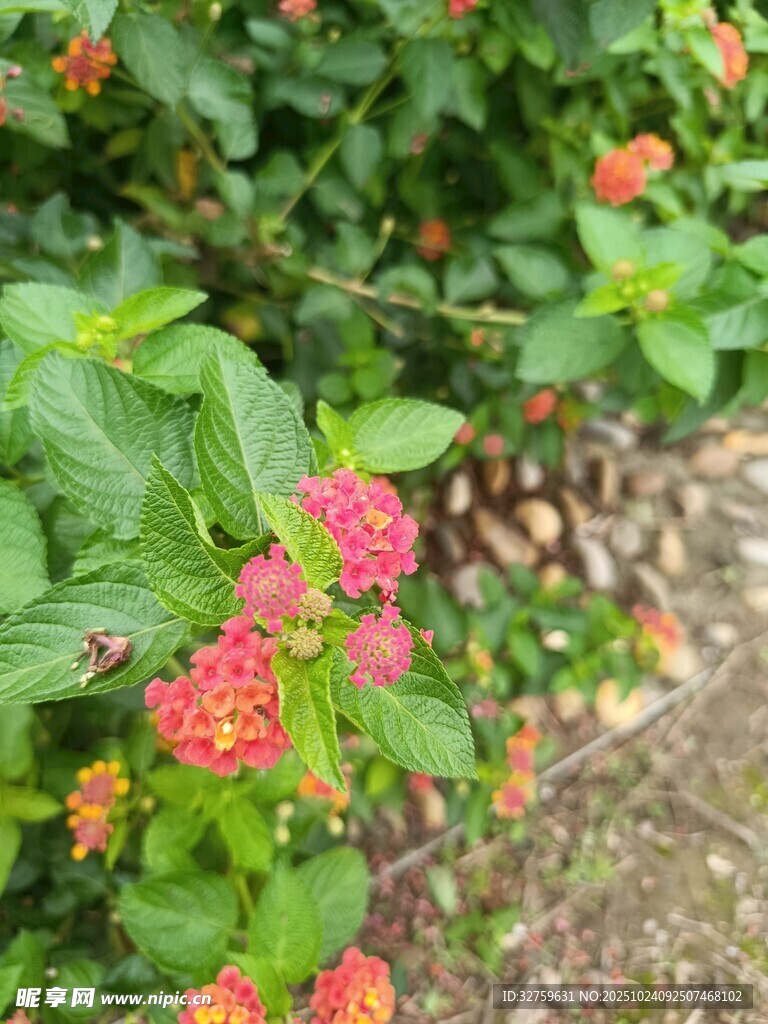 鲜艳马缨丹绽放绿叶间