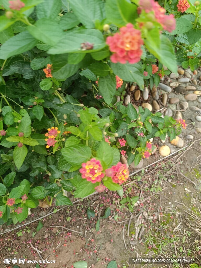 鲜艳多彩的花丛绽放