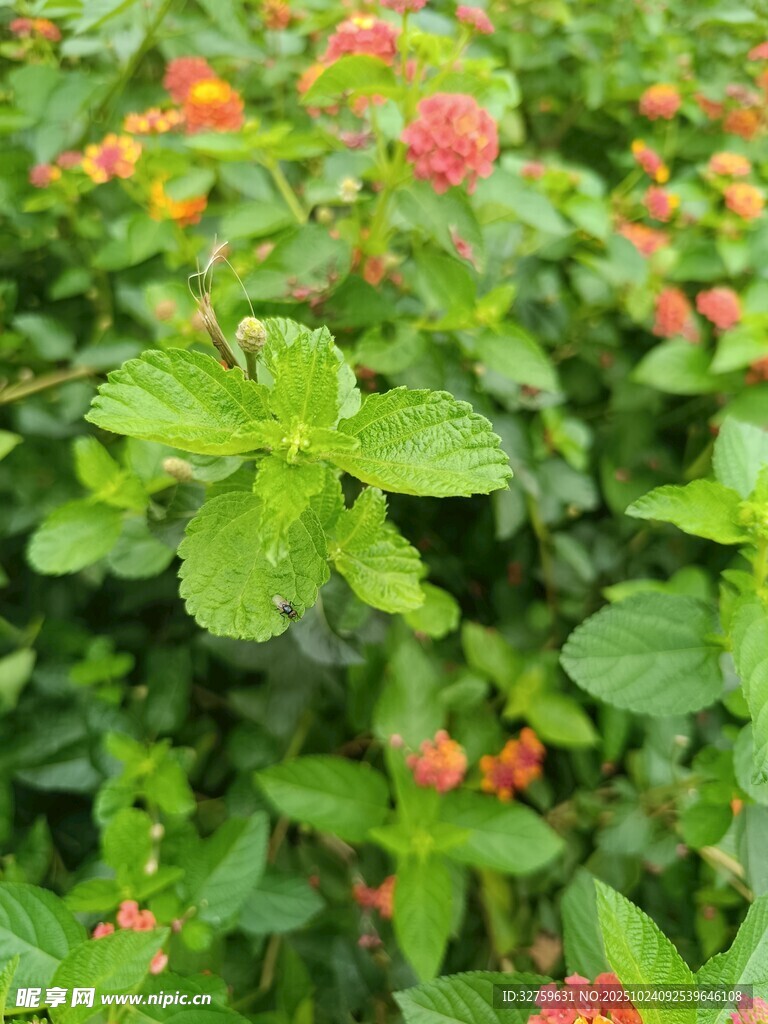 绿叶间的艳红小花