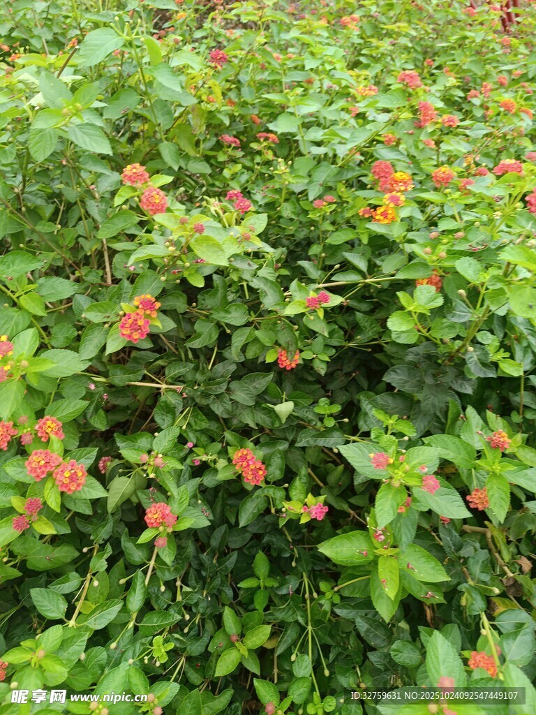 绿叶间的娇艳小红花
