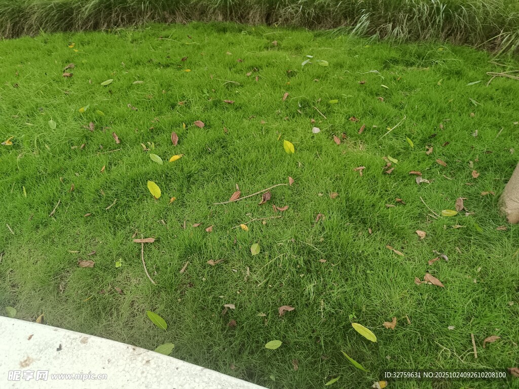 翠绿草地