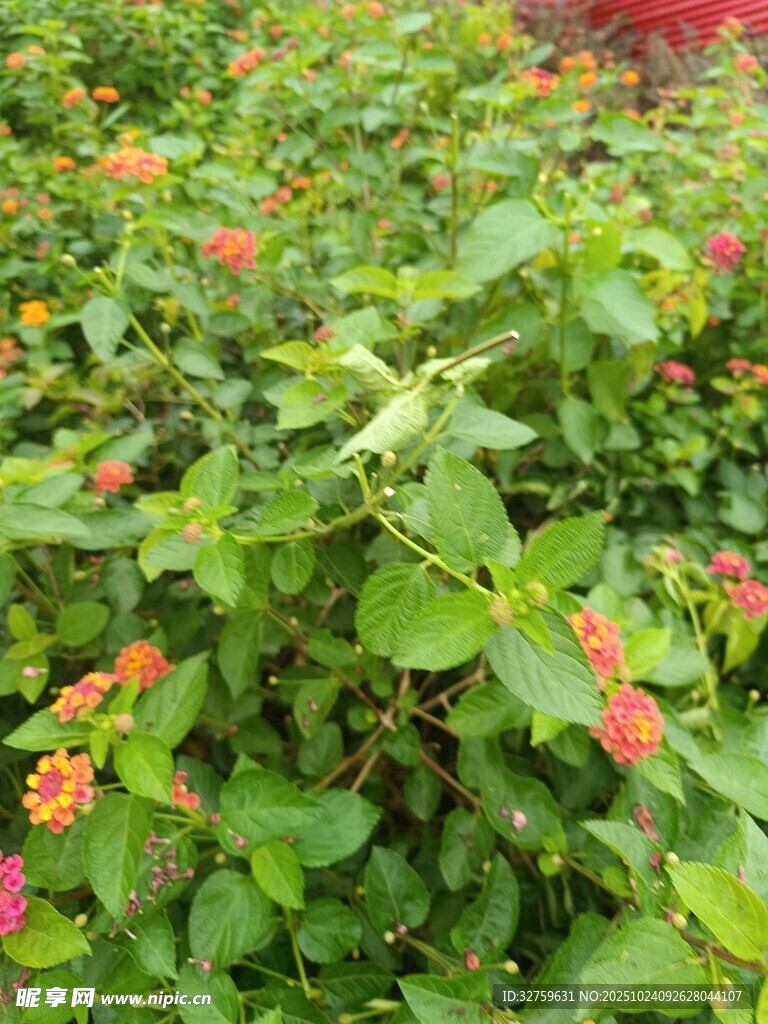 绿叶间的缤纷小花