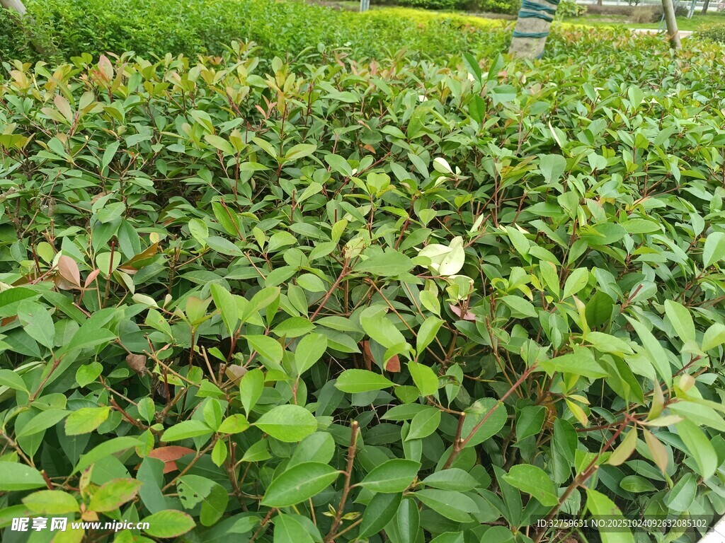 繁茂绿植