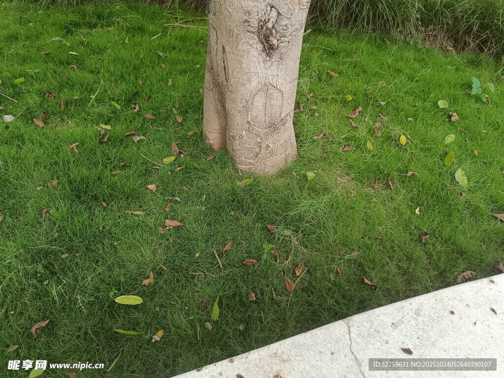 草地中的树干一角