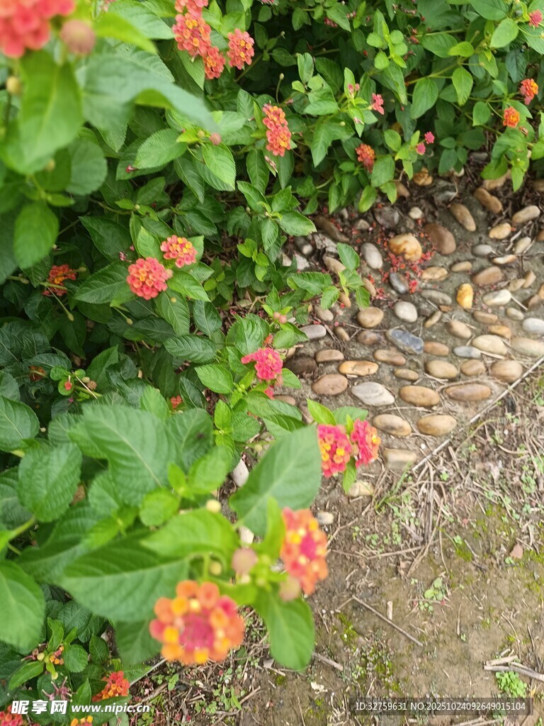 小径旁绽放的鲜艳花朵