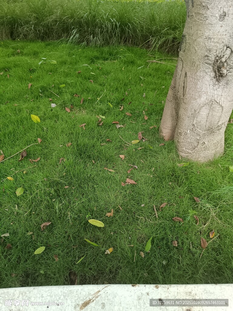 树下翠绿草地清新景象